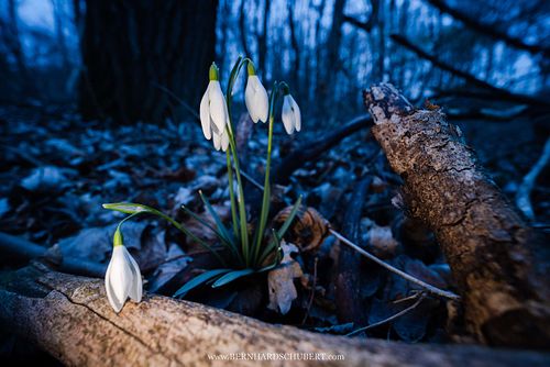 Galanthus nivalis - Snowdrop