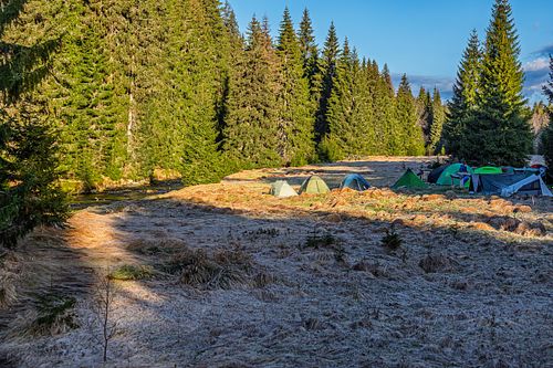 Tronc sec éclairé par lumière rasante.