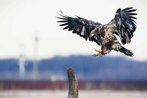WILDLIFE PORTFOLIO