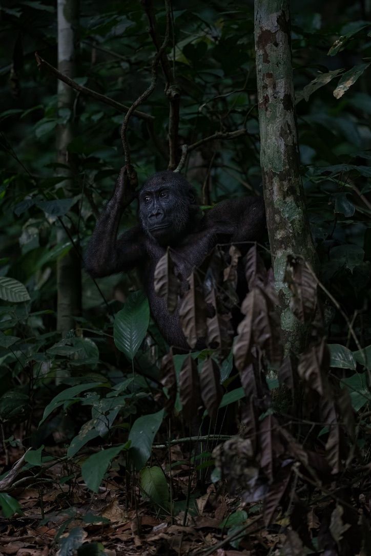 West Lowland Gorilla, Gorilla gorilla gorilla, Republic of Congo, Odzala-Kokoua national Park