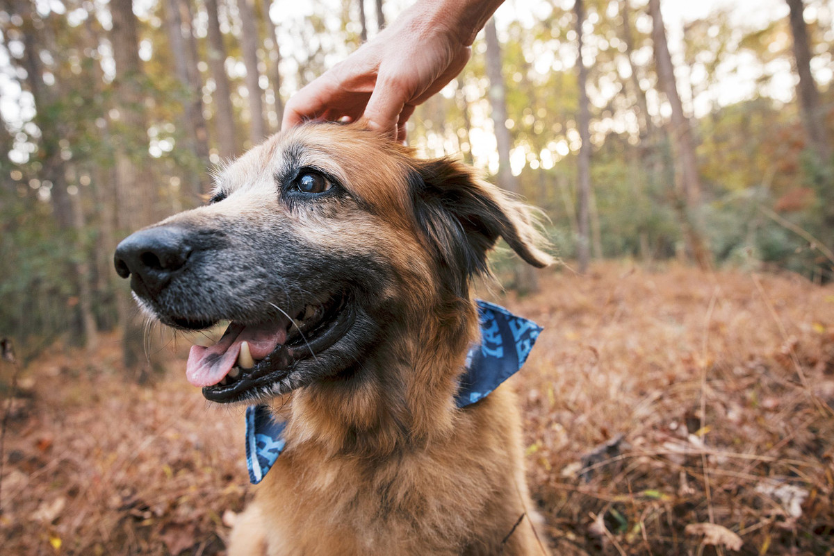 An older dog getting photographed at a family photoshoot in Carolina North Forest in Carrboro, NC