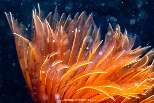 Bispira volutacornis - Fächerröhrenwurm