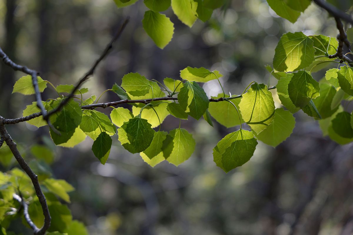 Stangnes Gea Norvegica Geopark