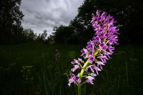 Orchis militaris - Military orchid