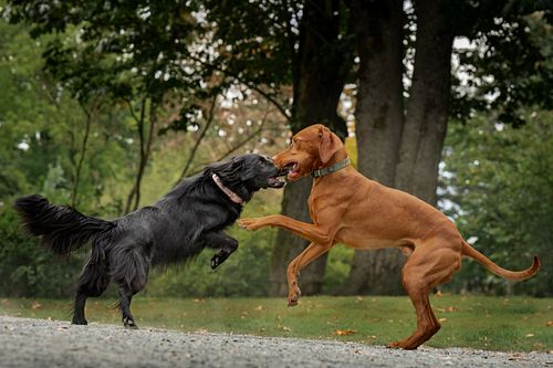 To dogs having fun at the dog park.