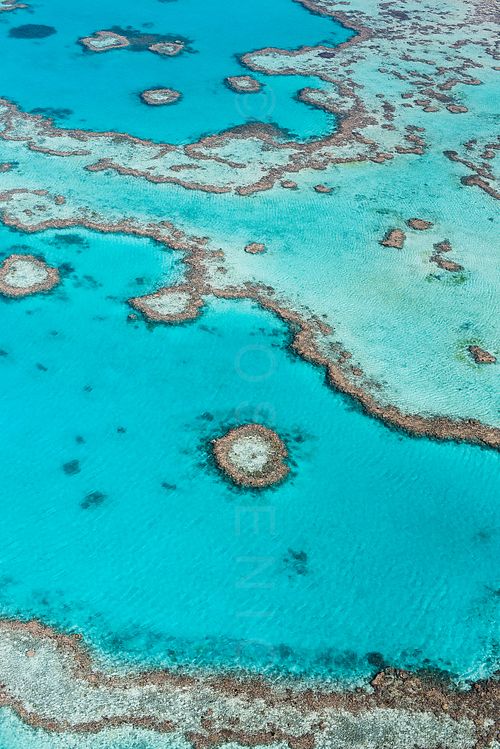 REEF