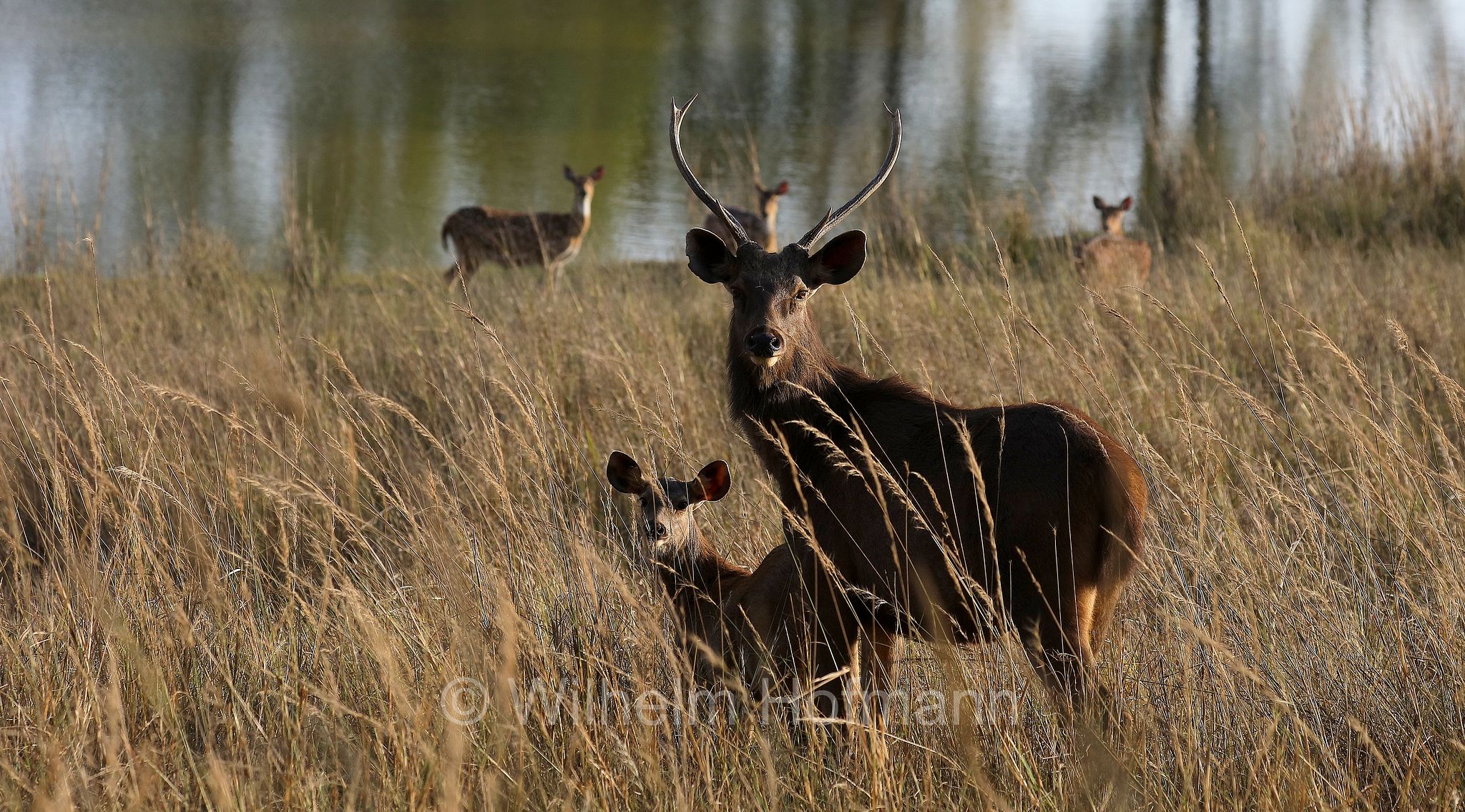 sambar, sambar deer, Sambar, Pferdehirsch, sambar indiano, Rusa unicolor, Kanha National Park, Kanha-Nationalpark, parco nazionale di Kanha, Madhya Pradesh, India, Indien