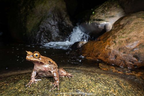Pelobatrachus kobayashii – Kobayashi's Zipfelkrötenfrosch