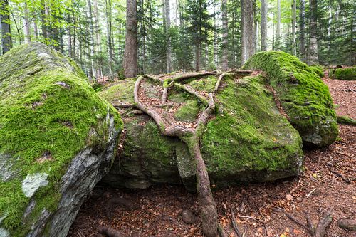 Im Nationalpark Lusen