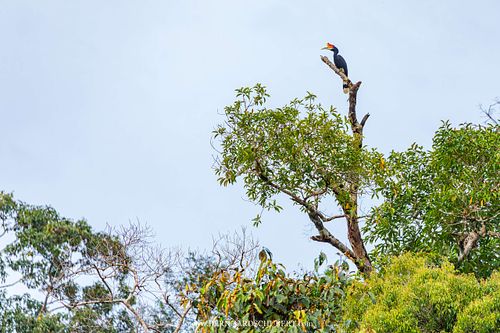 Buceros rhinoceros - Rhinoceros hornbill