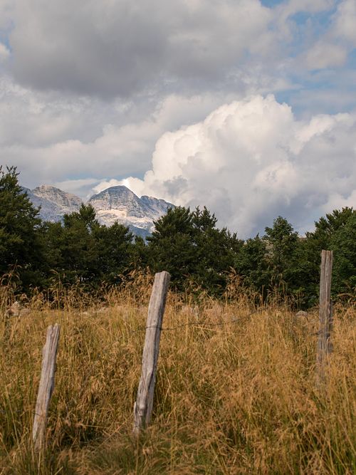 Lisière d’arbres sur prairie de montagne.