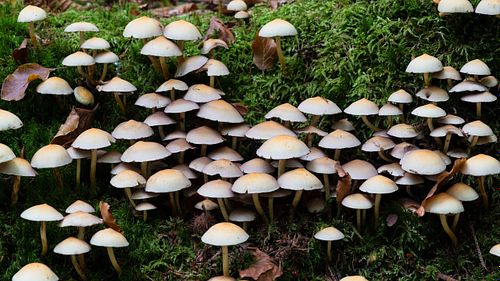 Naturwald am Seelensteig