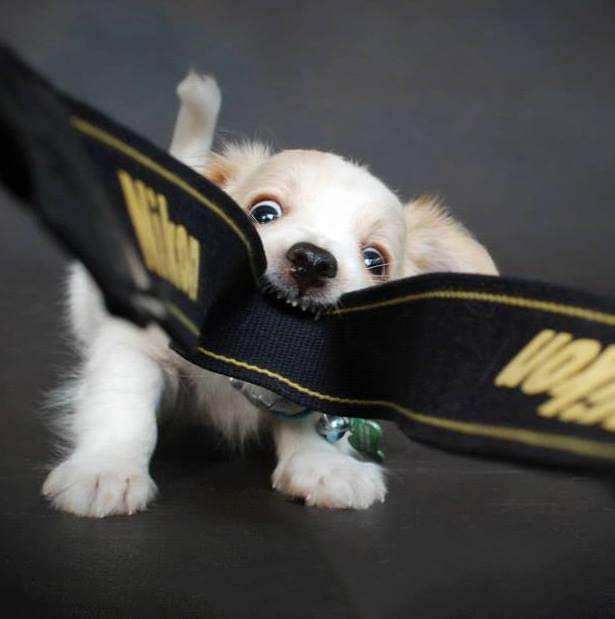 san-diego-dog-photo
