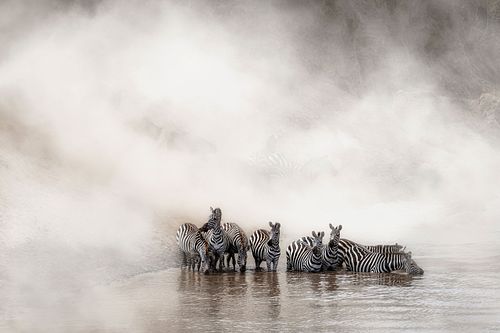 Zebra Drinking in the Mara