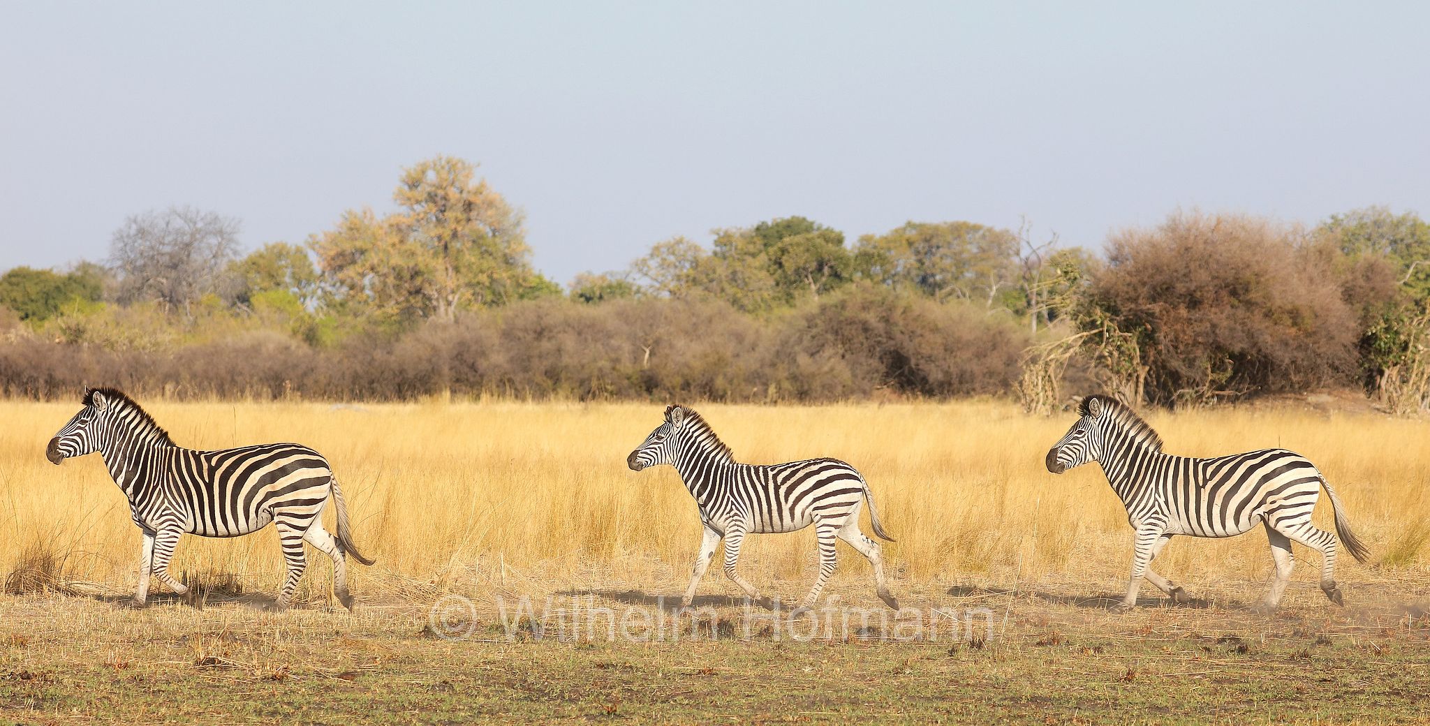 plains zebra, Steppenzebra, zebra di pianura, equus quagga, Moremi Game Reserve, Moremi-Wildreservat, Okavango Delta, Okavango Grassland, Botswana, Republik Botsuana