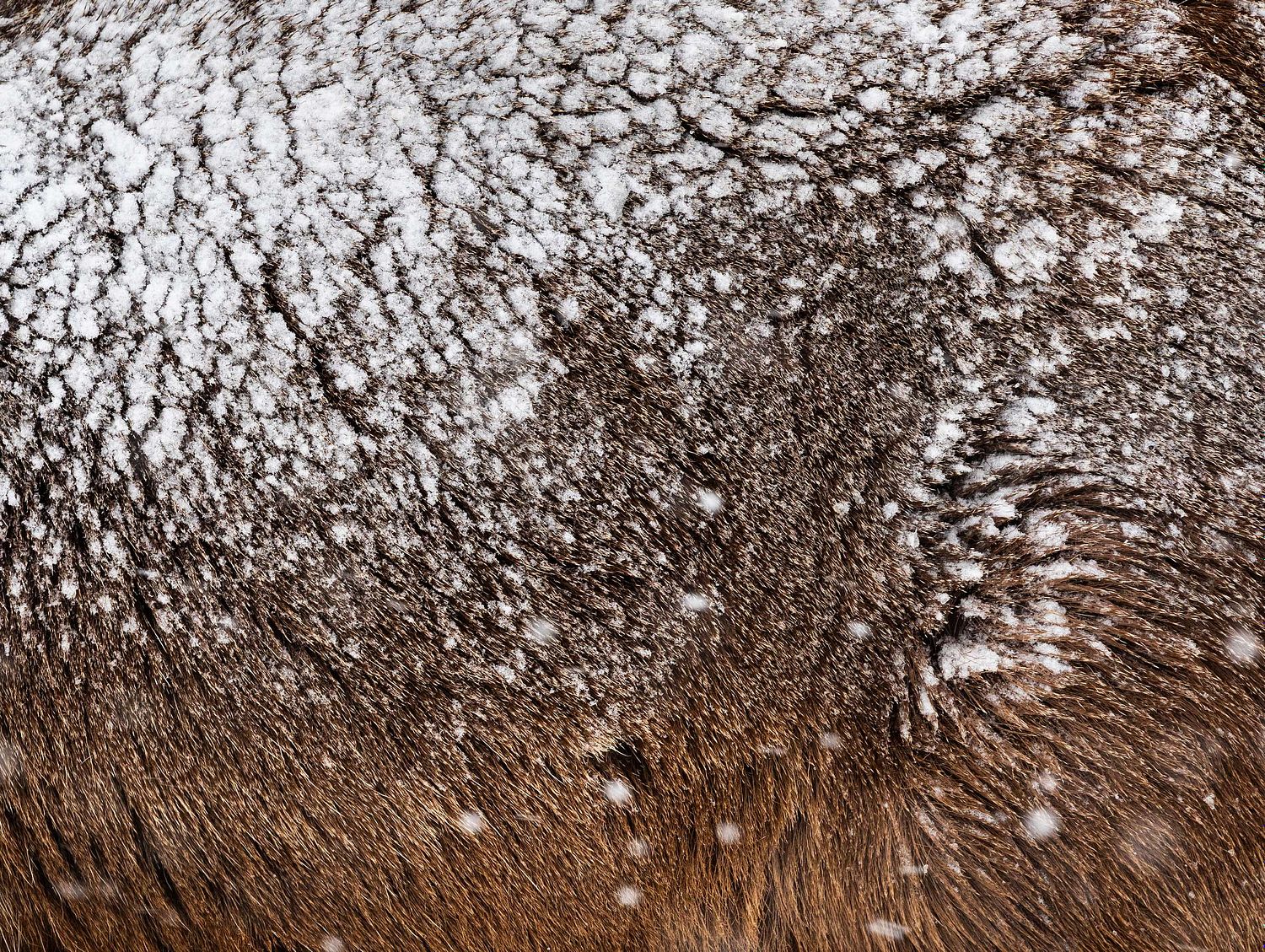 Cervus nippon yesoensis - Yezo-Sika-Hirsch
