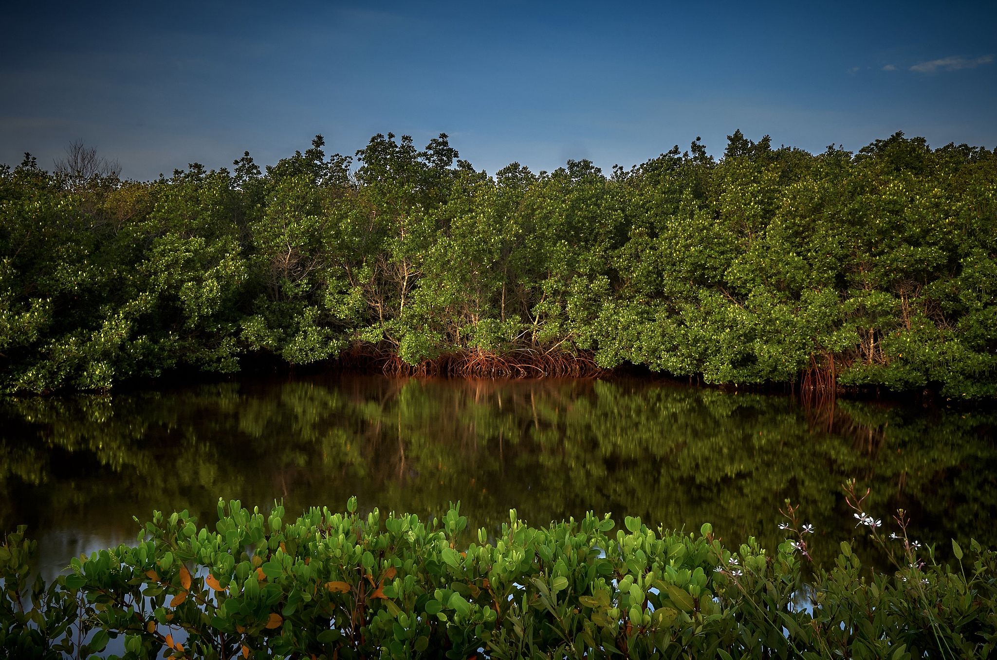 Mangroves in Ding Darling - Sanibel Island, Florida
