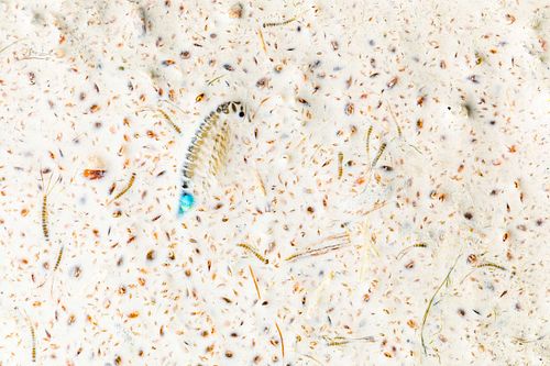 Branchipus schaefferi - Schaeffer's Brine Shrimp