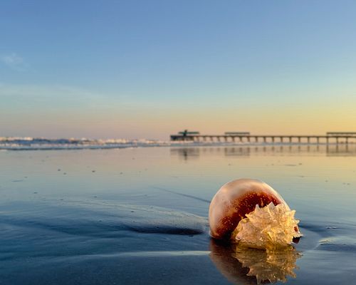 Jellyfish Washed Ashore at Folly Beach Pier