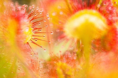 Drosera rotundifolia - Rundblättriger Sonnentau