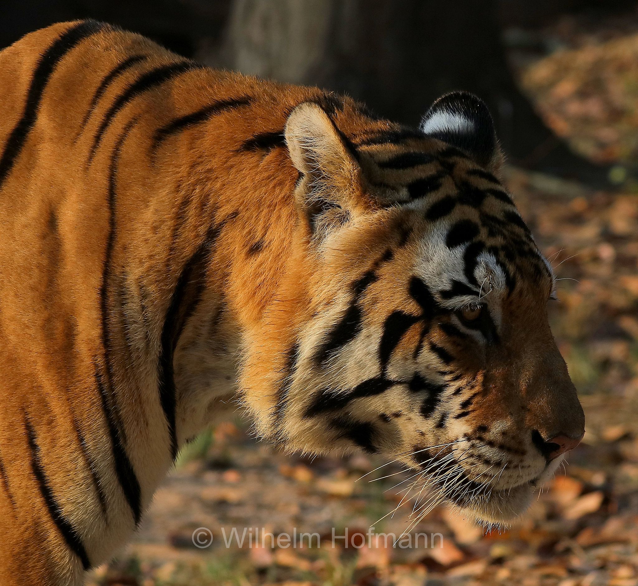 Bengal tiger, Königstiger, Bengal-Tiger, Indischer Tiger, tigre del Bengala, tigre reale del Bengala, Panthera tigris tigris, Kanha National Park, Kanha-Nationalpark, parco nazionale di Kanha, Madhya Pradesh, India, Indien, Kanha Zone