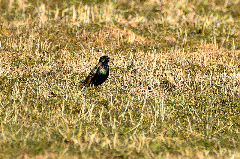 Linde on üha enam kohale jõudmas.