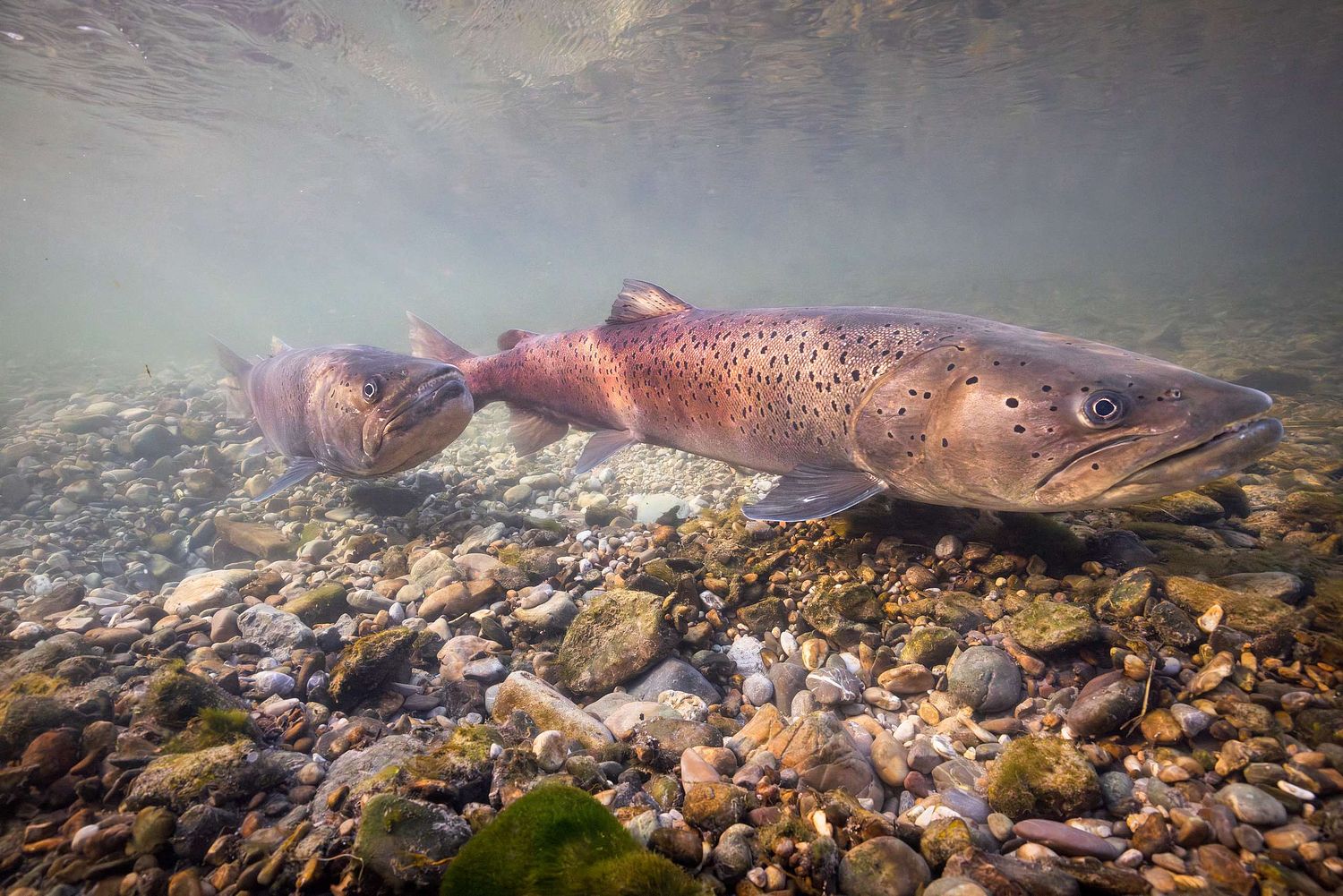 Hucho hucho - Huchen Danube salmon
