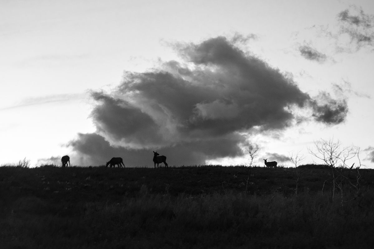 Wildlife at Waterton Lakes National Park