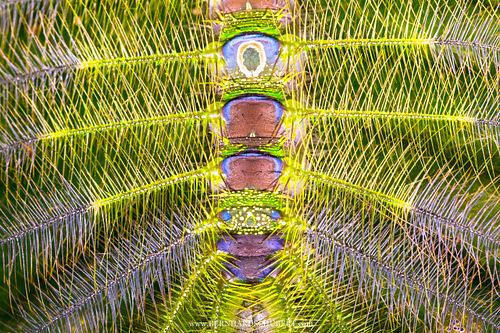 Dophla evelina – Redspot duke