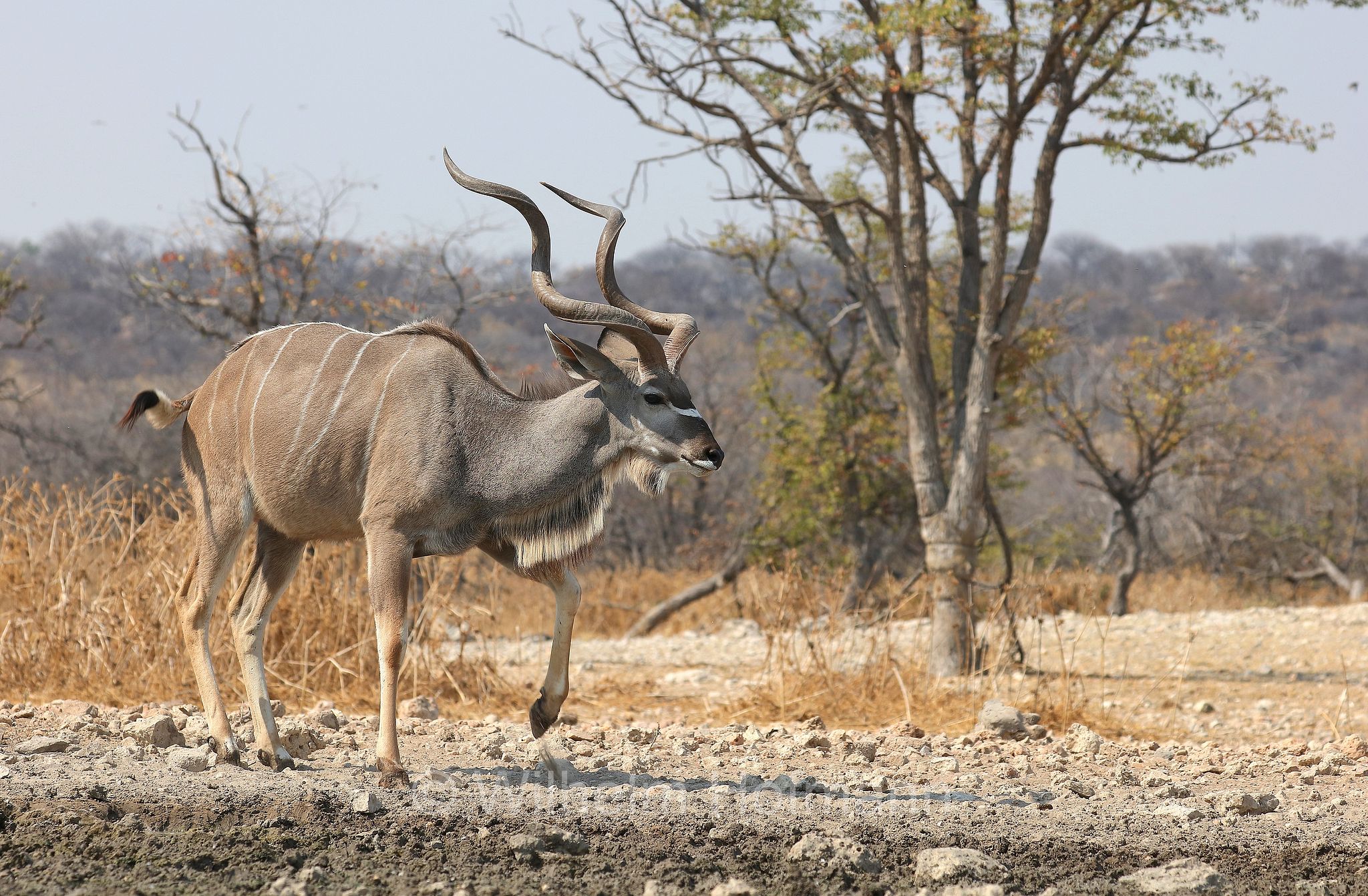 greater kudu, Zambezi kudu, Sambesi-Großkudu, cudù maggiore, kudu maggiore, ﻿﻿Strepsiceros zambesiensis, Etosha-Nationalpark, Etosha National Park, parco nazionale d'Etosha, Namibia