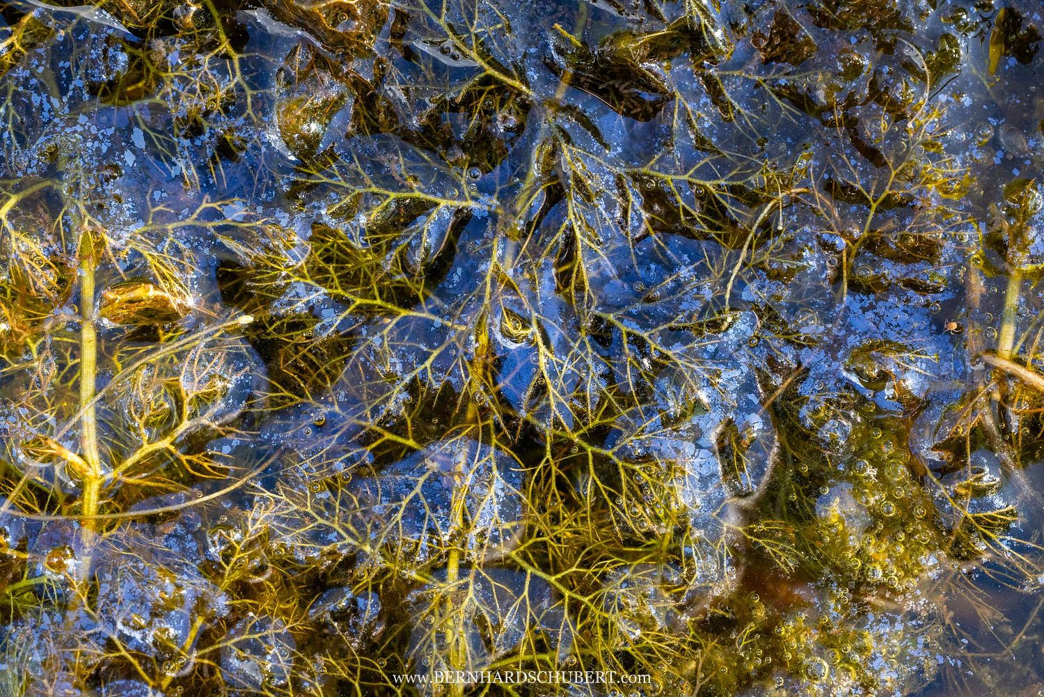 Utricularia australis – Verkannter Wasserschlauch
