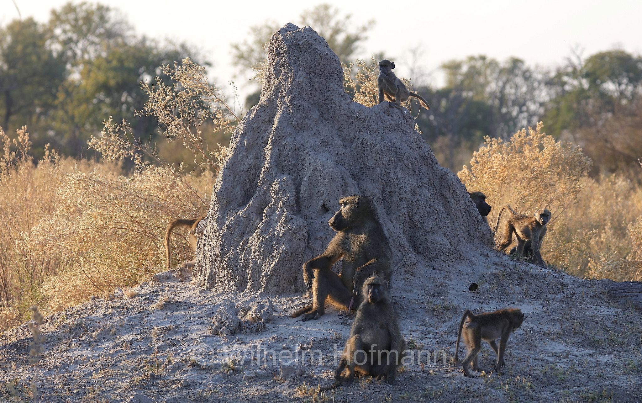 chacma baboon, Cape baboon, Bärenpavian, Tschakma, babbuino nero, Papio ursinus﻿, Moremi Game Reserve, Moremi-Wildreservat, Okavango Delta, Okavango Grassland, Botswana, Republik Botsuana
