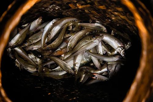 The difference between commercially and traditionally caught fish matters to us. We will never use trawler caught fish at a Shunyachi owned home stay.