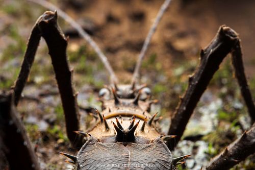 Dorsal spines of Haaniella sp.
