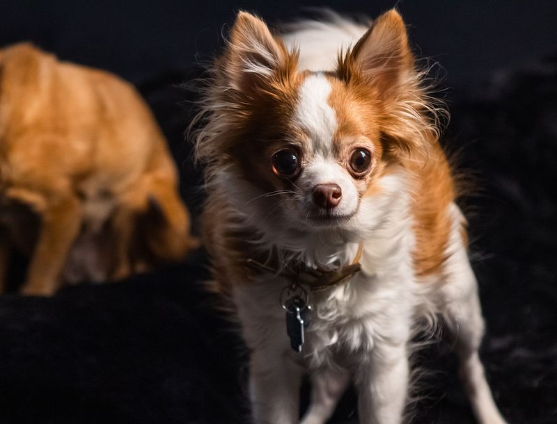 Gallery Two- Dog Photoshoot