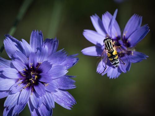 Büten auf dem Oeschberg