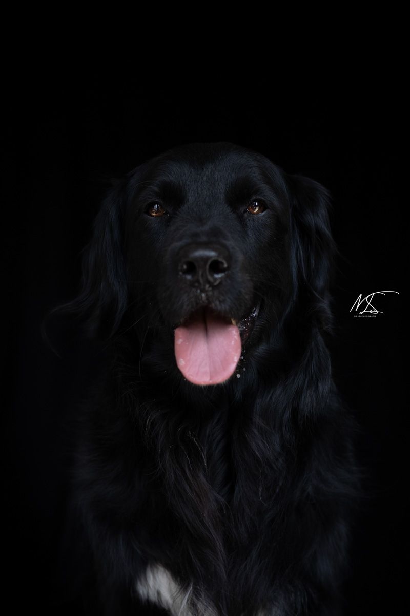 Studio portretfoto van hond Friese Stabij x Golden Retriever zwarte hond met zwarte achtergrond