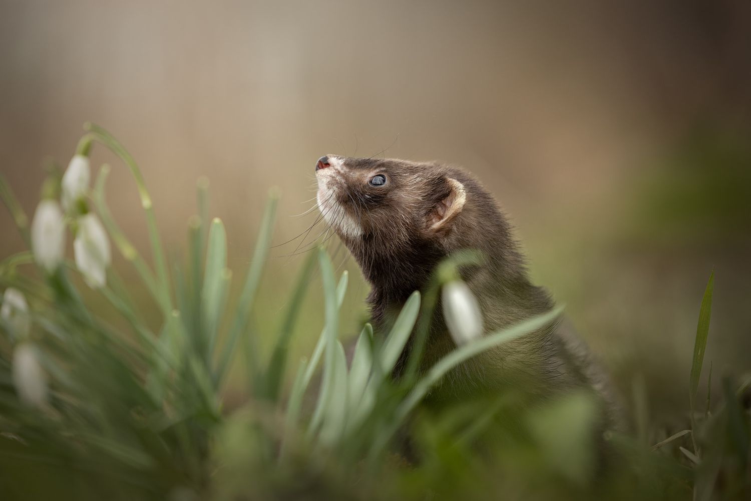 NLS Dierenfotografie