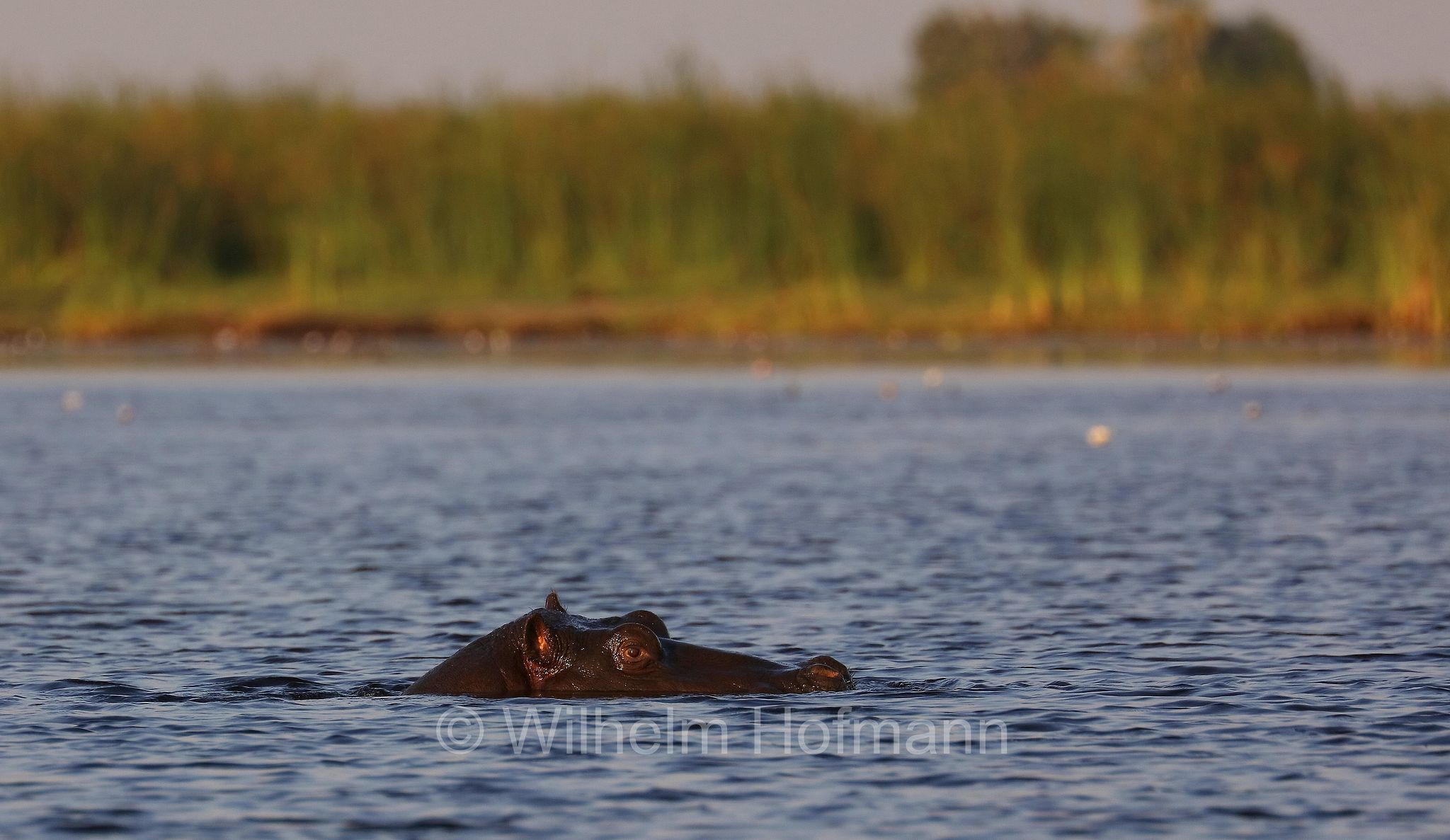 hippopotamus, hippopotamus amphibius, hippo, common hippopotamus, Nile hippopotamus, river hippopotamus, Nilpferd, Flusspferd, ippopotamo, Moremi Game Reserve, Okavango Delta, Okavango Grassland, Botswana, Republik Botsuana