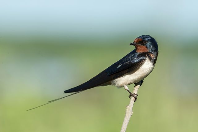 Jak fotografować ptaki? Porady dla początkujących fotografów ptaków