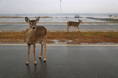 White Tail Deer in Suburban Landscape.