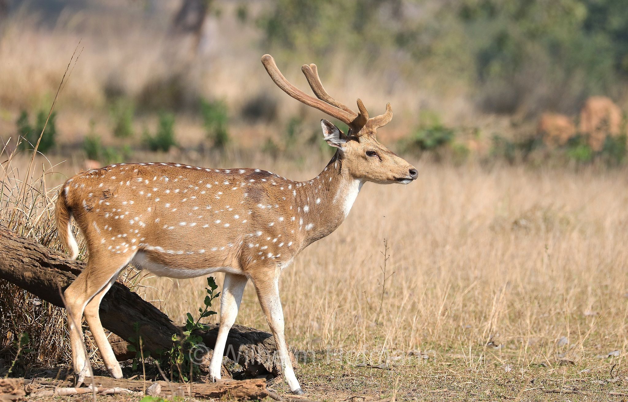chital, spotted deer, axis deer, Axishirsch, cervo pomellato, Axis axis, Kanha National Park, Kanha-Nationalpark, parco nazionale di Kanha, Madhya Pradesh, India, Indien