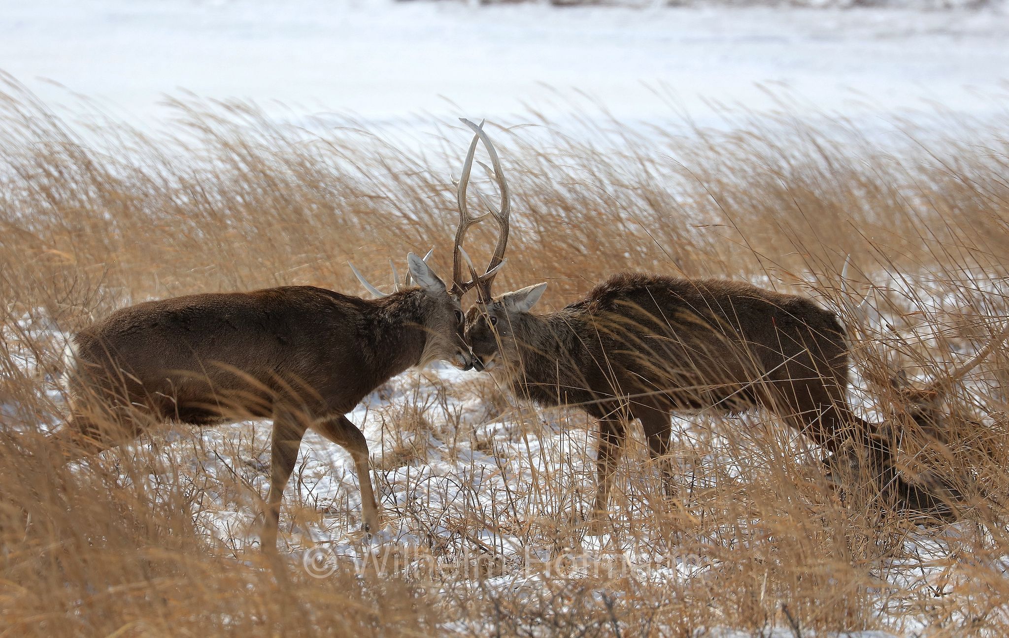 sika deer, northern spotted deer, Japanese deer, Sikahirsch, cervo sika, cervo shika, cervo del Giappone, Cervus nippon, Notsuke Peninsula, Notsuke Halbinsel, Penisola di Notsuke, Hokkaidō, Hokkaido, Japan, Giappone