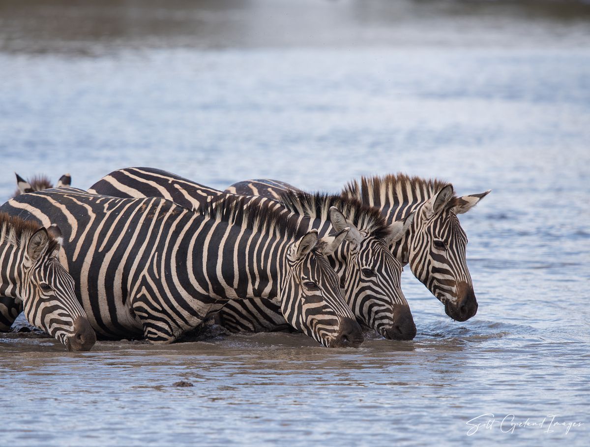 Zebras at the Watering Hole