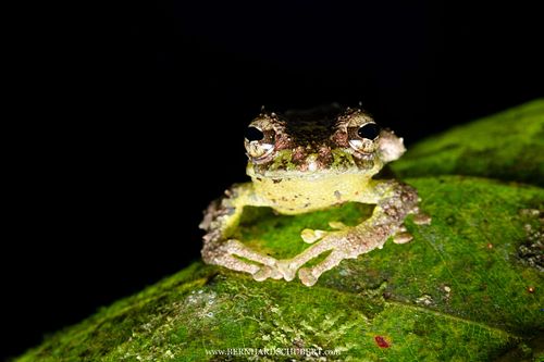 Philautus macroscelis - Mossy bush frog