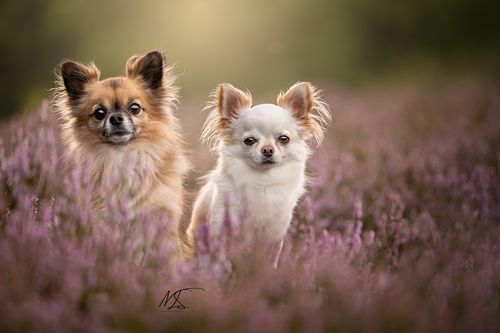 Bruine en witte Chihuahua staan naast elkaar tussen paarse heidebloemen en kijken richting de camera