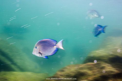 Acanthurus coeruleus – Blauer Doktorfisch