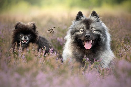 Dwergkees en Wolfskees poseren naast elkaar in de heide