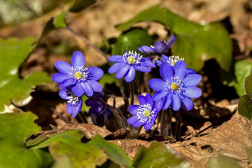 Kevadised sinilillede &otilde;ied.