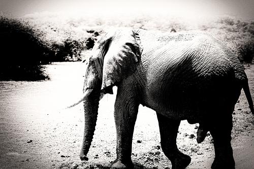Eléphant en Tanzanie